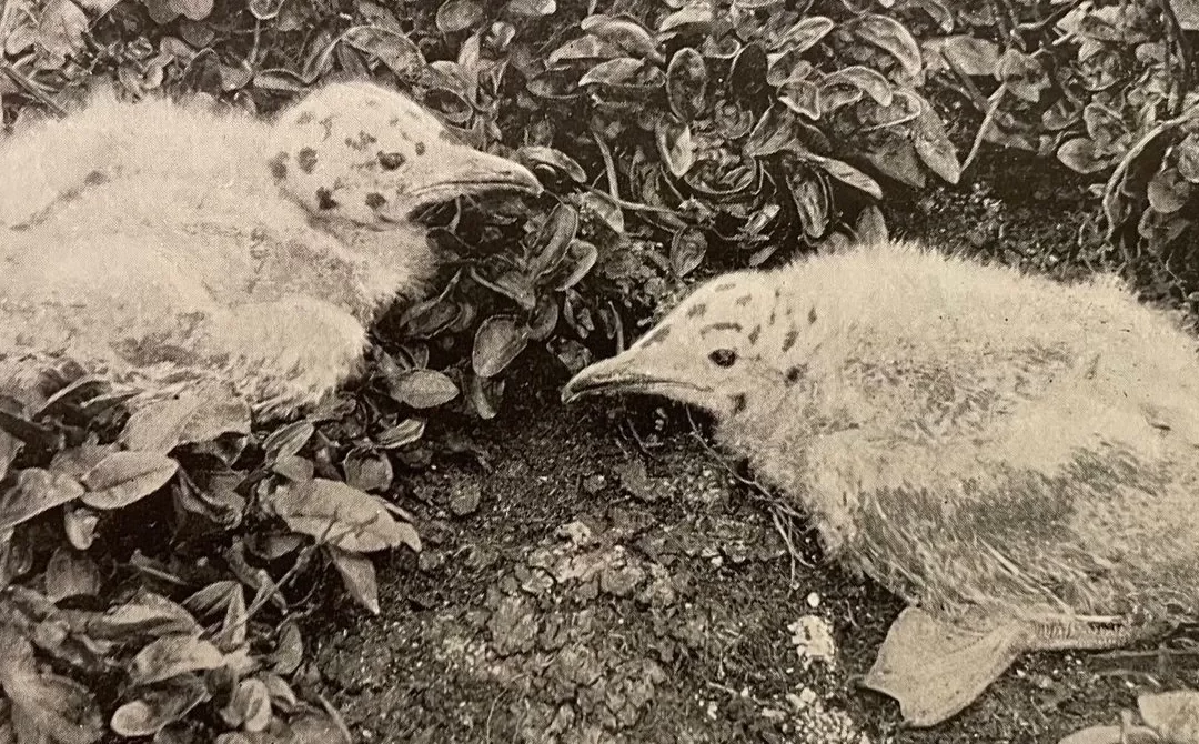 A Short History of Bird Photography