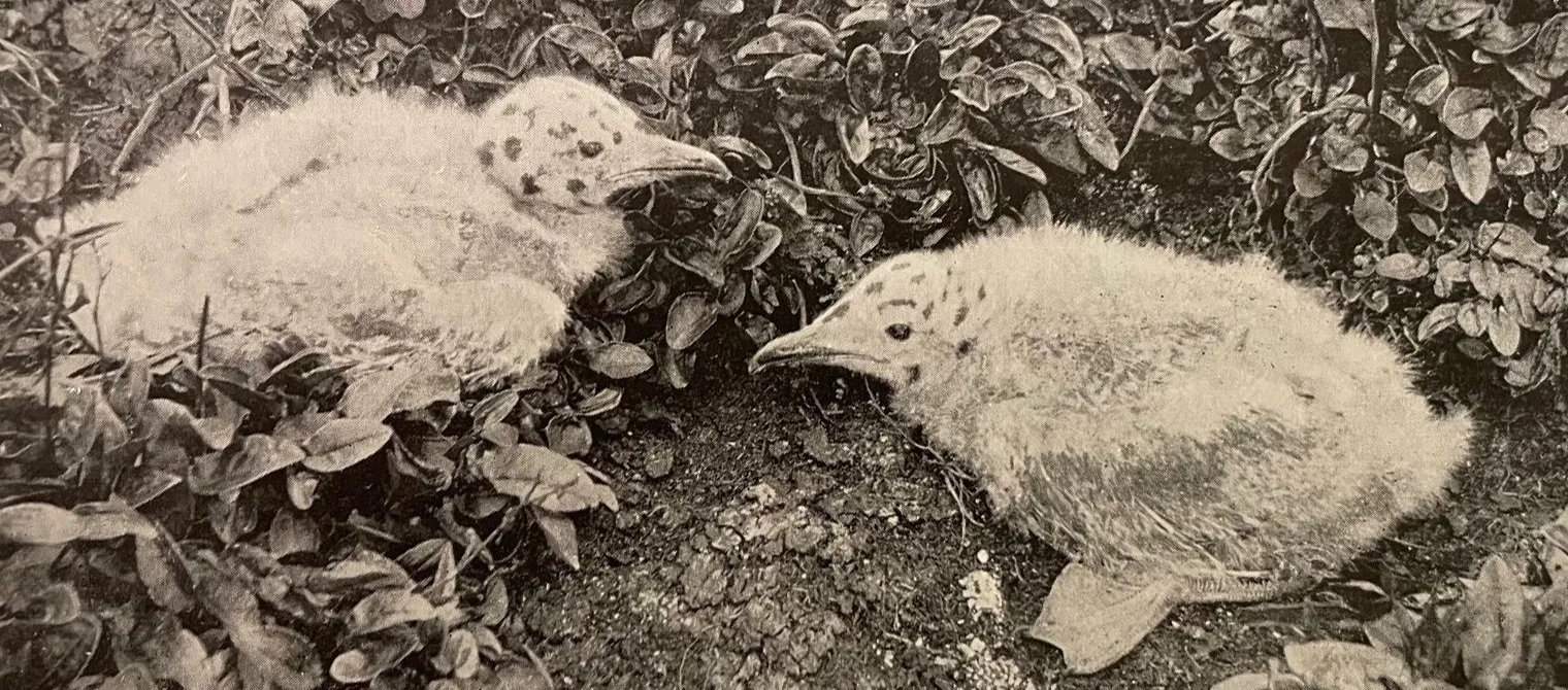Gull Chicks 1899