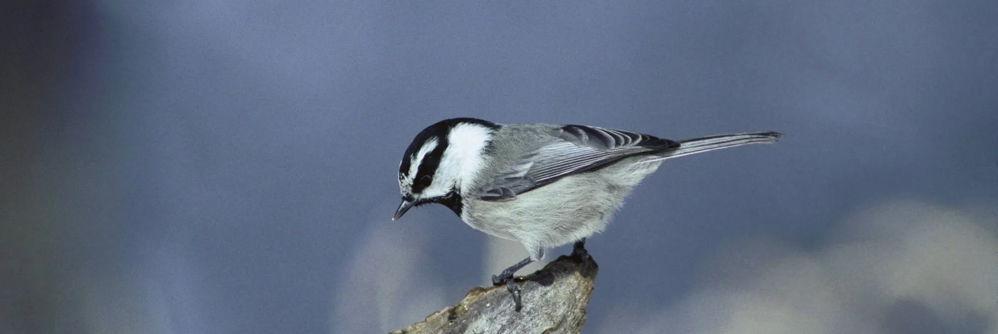 Mountain Chickadee, by the US Fish & Wildlife Service