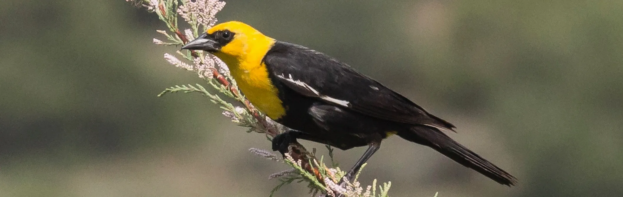Yellow-headed Blackbird, by Charles Slocombe