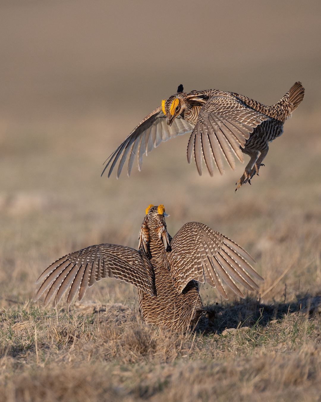 Dan O'Brien photo, courtesy Audubon